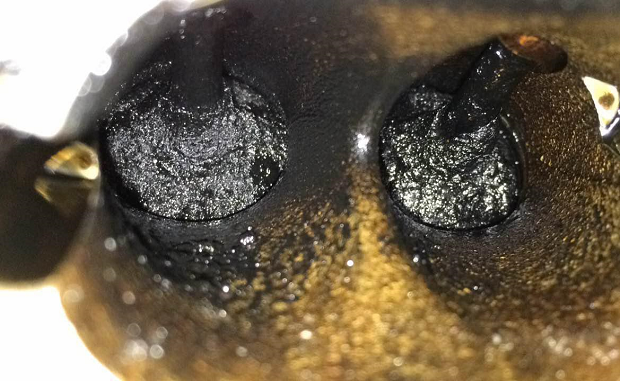 1541648498799367.png ͼƬ3.png